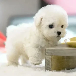 Nico - Yovot™ - The Most Realistic Robot Puppy Ever!